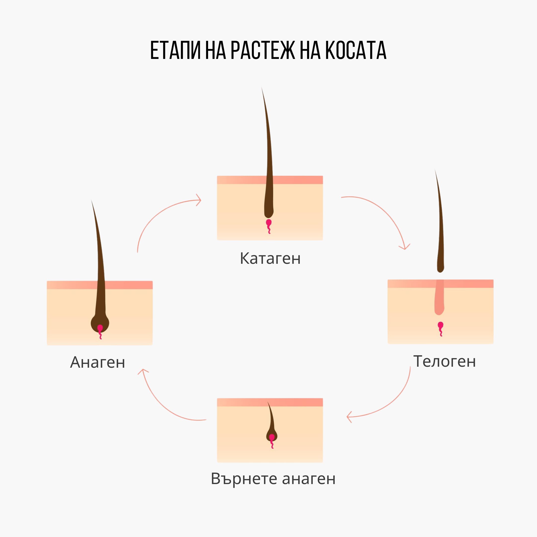 (Bulharština) Fáze růstu vlasů